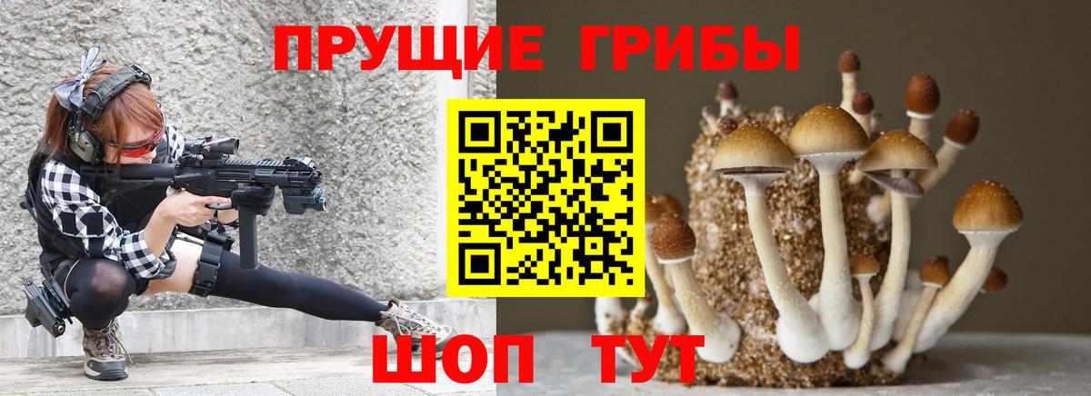 Псилоцибиновые грибы Psilocybe Осинники